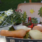 Zenés műsorral köszöntötték az idősotthonok lakóit Kiskunfélegyházán