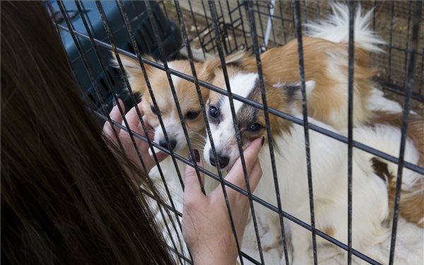 Szörnyű körülmények között sínylődött több mint száz kutya Söjtörön