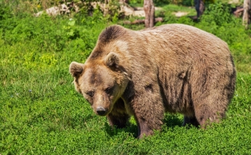 Nem játék, kerülni kell! - elkezdték a magyar turisták felkészítését a medvékre