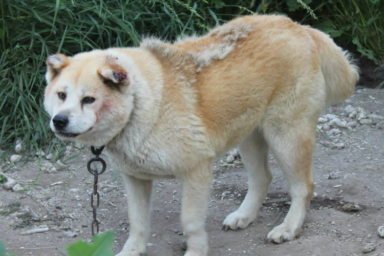 Kiskunfélegyházán 47 KUTYA embertelen körülmények között