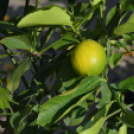 Színes virág kavalkád az őszi virágünnepen