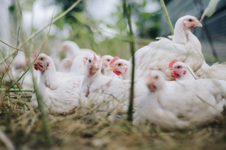 Újra egész Magyarországról szállíthatók baromfitermékek Thaiföldre és Japánba