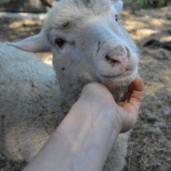 Levetkőztek a Mezgé tangazdaság birkái