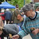 Káprázatos virágözön ékesítette Kiskunfélegyháza főterét