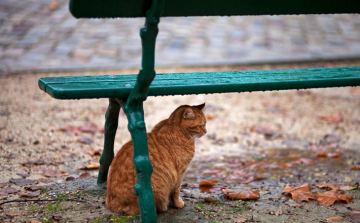 Ne maradjon otthon esőkabát, esernyő – egész nap eshet