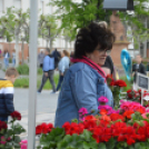 Káprázatos virágözön ékesítette Kiskunfélegyháza főterét