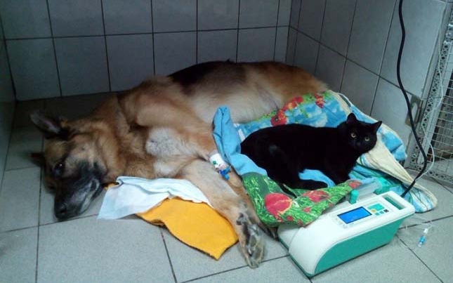 Egy lebénult cica bátorítja az állatkórház betegeit