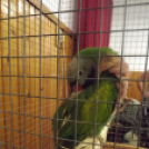 Papagáj kiállítás Kiskunfélegyházán