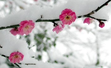 Télen pihenő virágunk