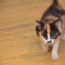 Néha nehéz feladni a kóbor életet