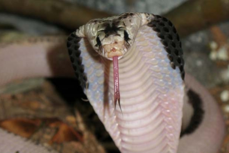 Bosszúálló kígyó