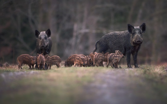 Váratlan veszély fenyegeti a túrázókat