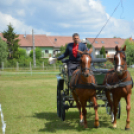 Fogathajtó versenyt rendeztek a Vasas Pályán